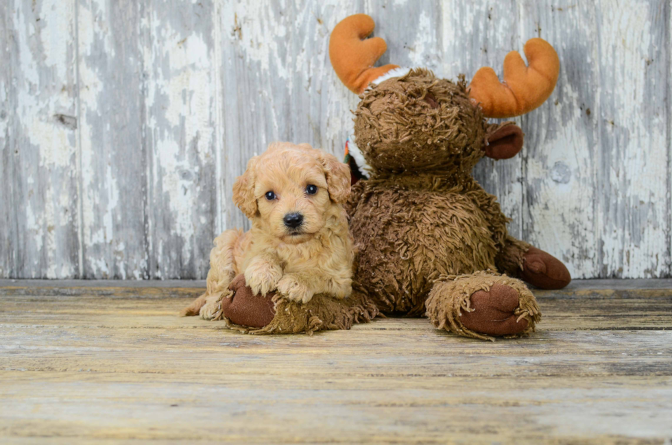 Cavapoo Puppy for Adoption