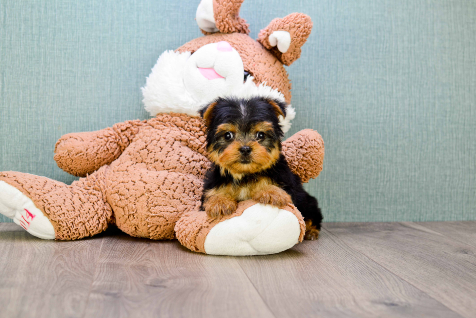 Meet Izzie - our Yorkshire Terrier Puppy Photo 