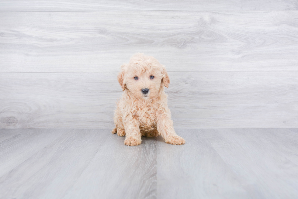 Smart Mini Goldendoodle Poodle Mix Pup