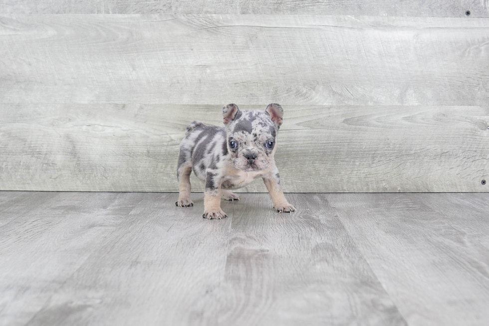 Energetic Frenchie Purebred Puppy