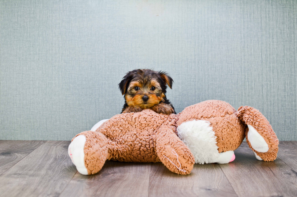 Meet Bronze - our Yorkshire Terrier Puppy Photo 