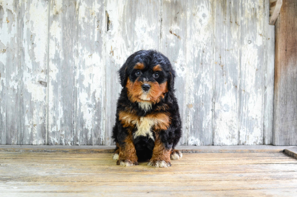 Friendly Mini Bernedoodle Baby