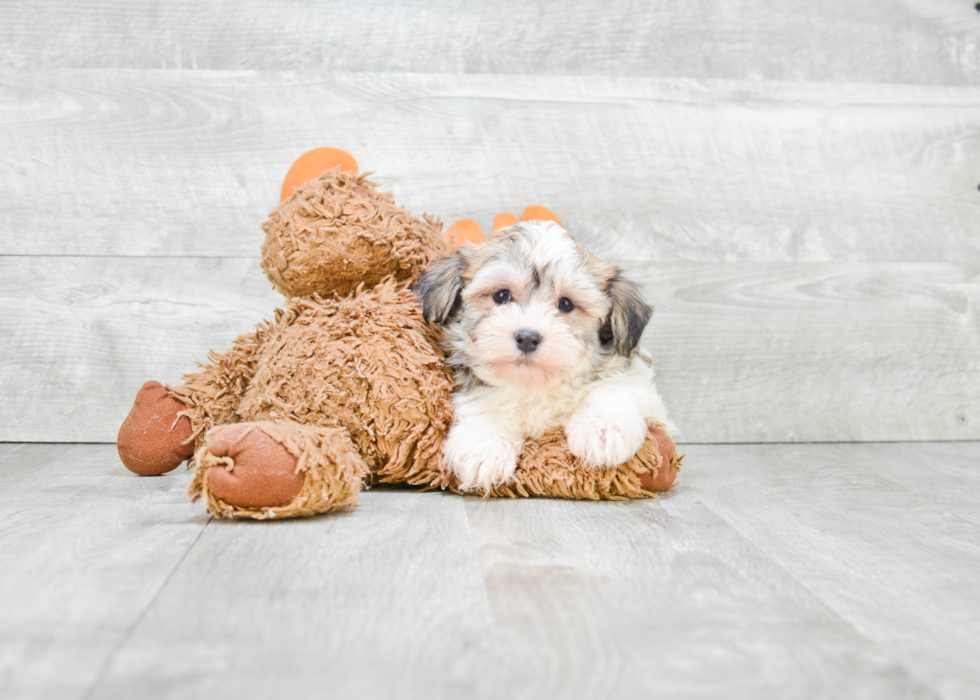 Havanese Puppy for Adoption