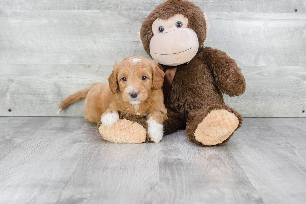 Mini Goldendoodle Pup Being Cute