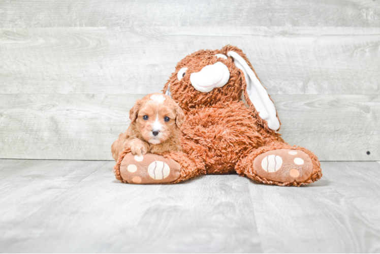 Cavapoo Puppy for Adoption