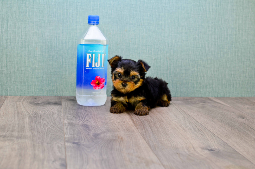 Meet Giselle - our Yorkshire Terrier Puppy Photo 