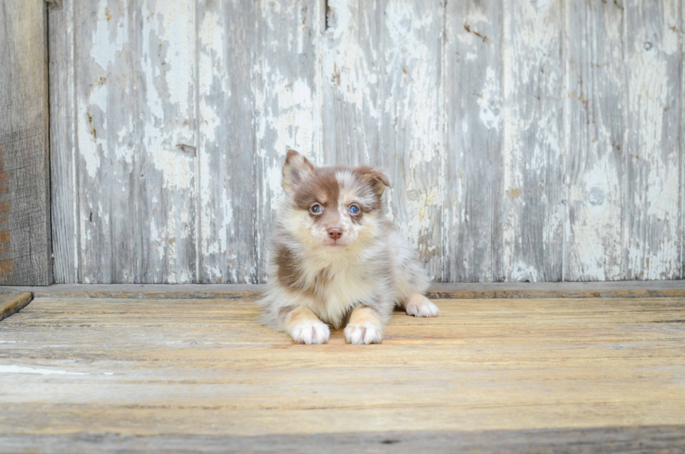 Pomsky Puppy for Adoption