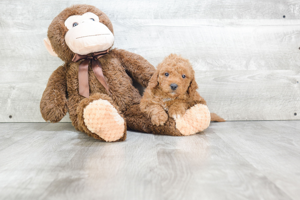 Happy Mini Goldendoodle Baby