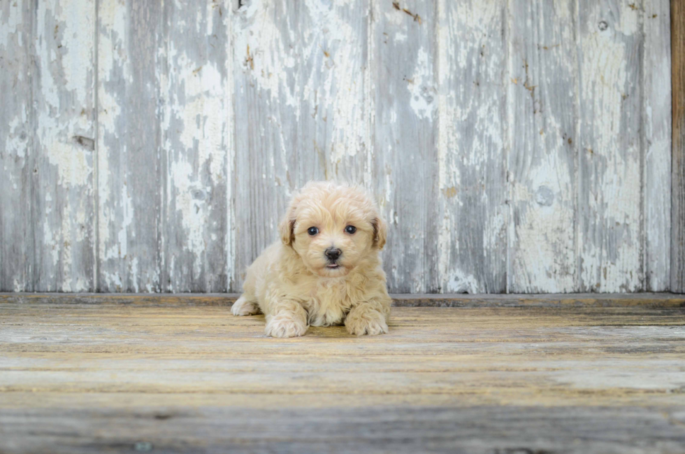 Maltipoo Puppy for Adoption