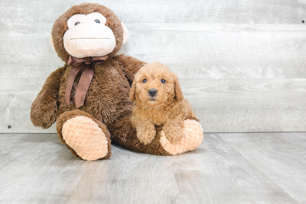 Best Mini Goldendoodle Baby