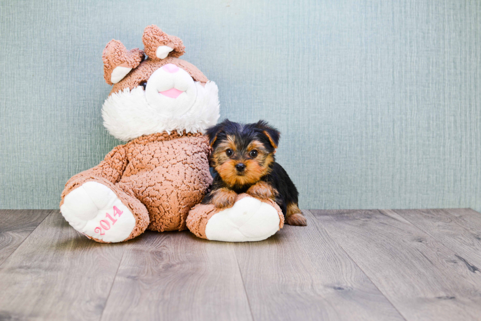 Meet Steph - our Yorkshire Terrier Puppy Photo 