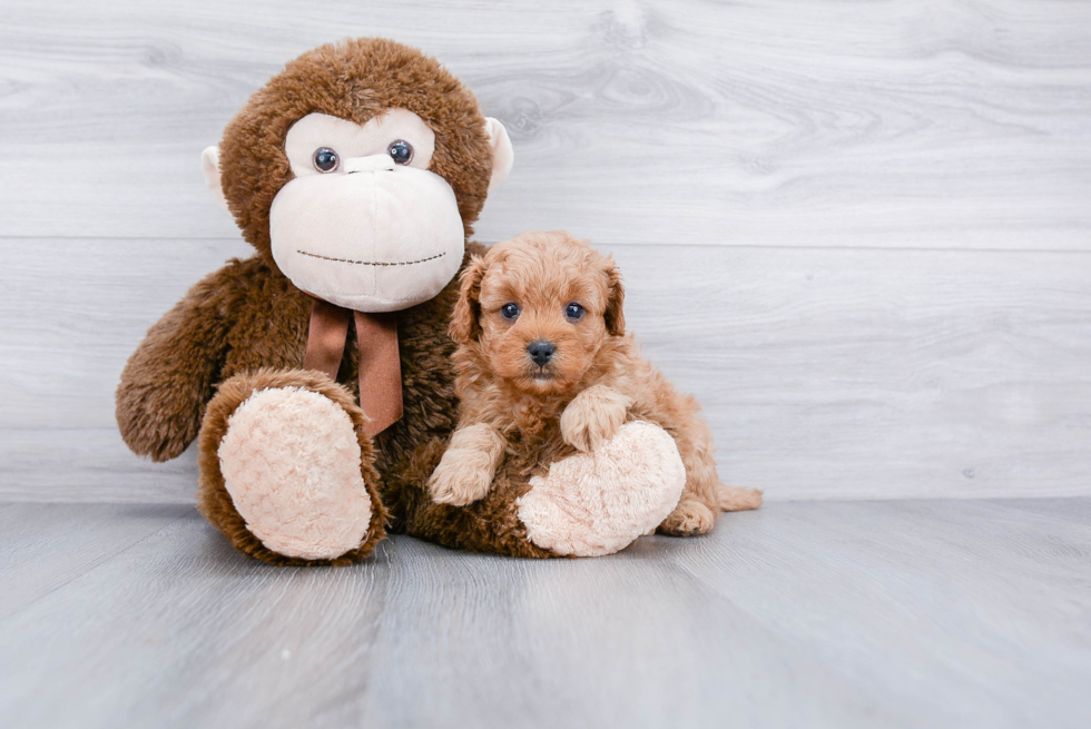 Cavapoo Pup Being Cute