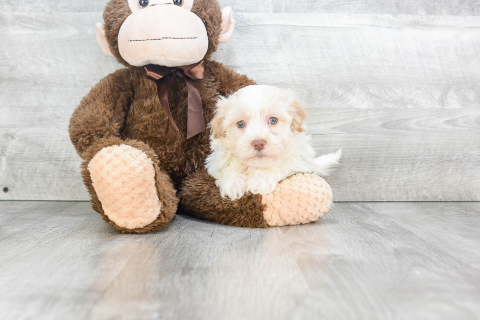 Havanese Puppy for Adoption