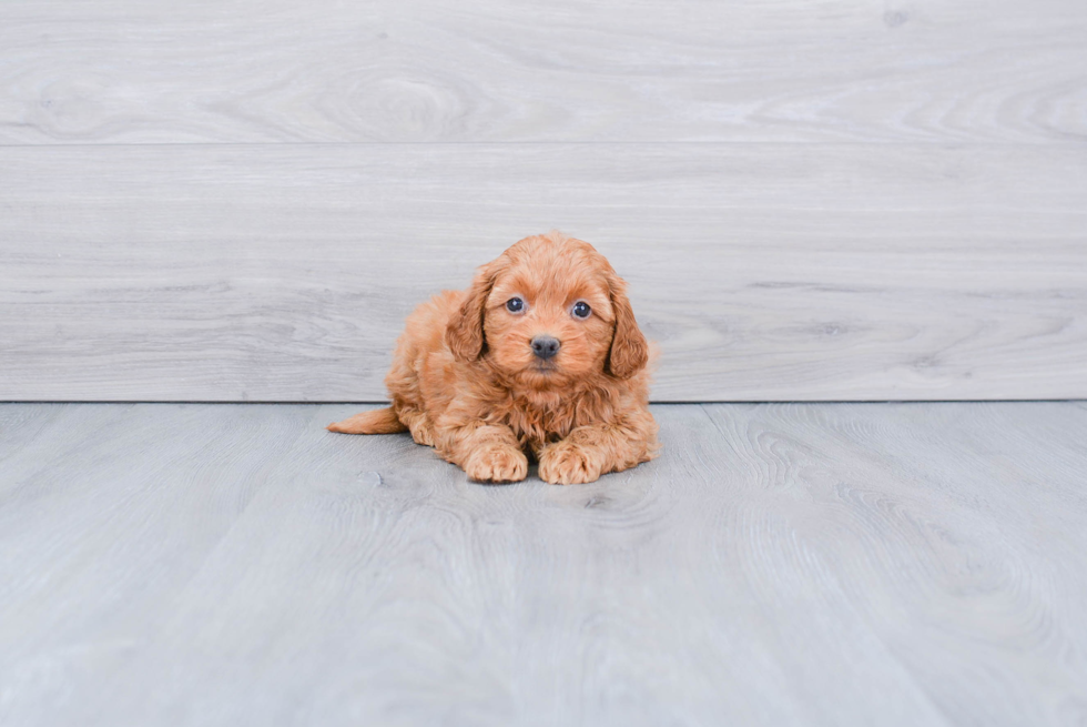 Cute Mini Goldendoodle Baby