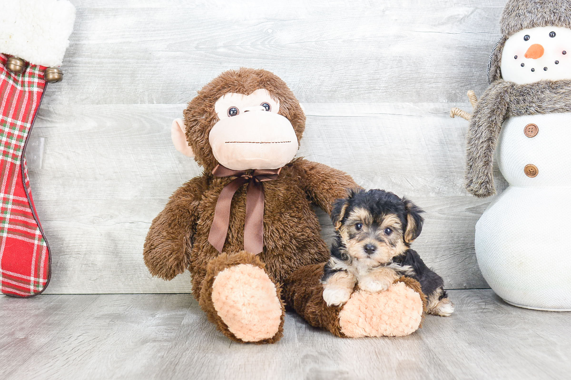 Morkie Puppy for Adoption