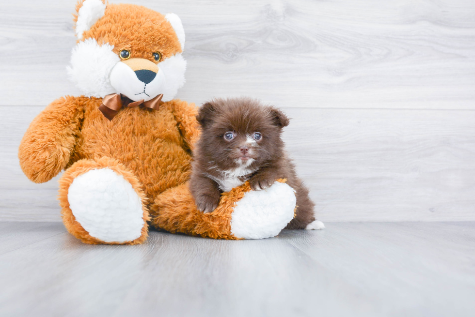 Playful Pomeranian Purebred Pup