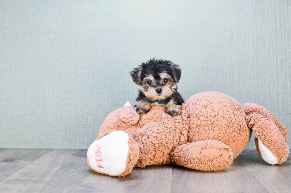 Small Morkie Baby