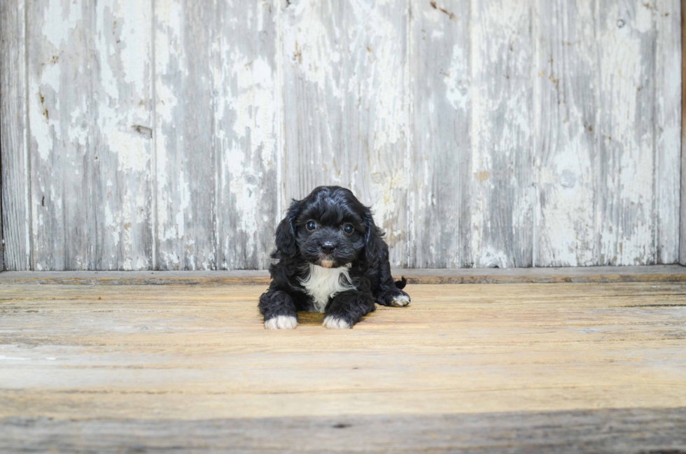 Cavapoo Pup Being Cute