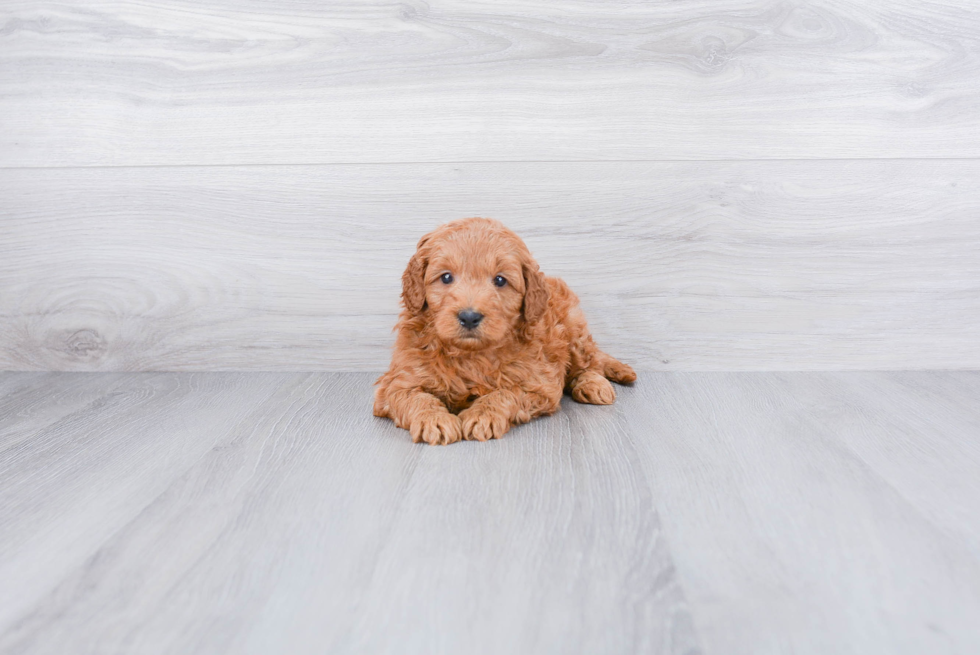 Funny Mini Goldendoodle Poodle Mix Pup