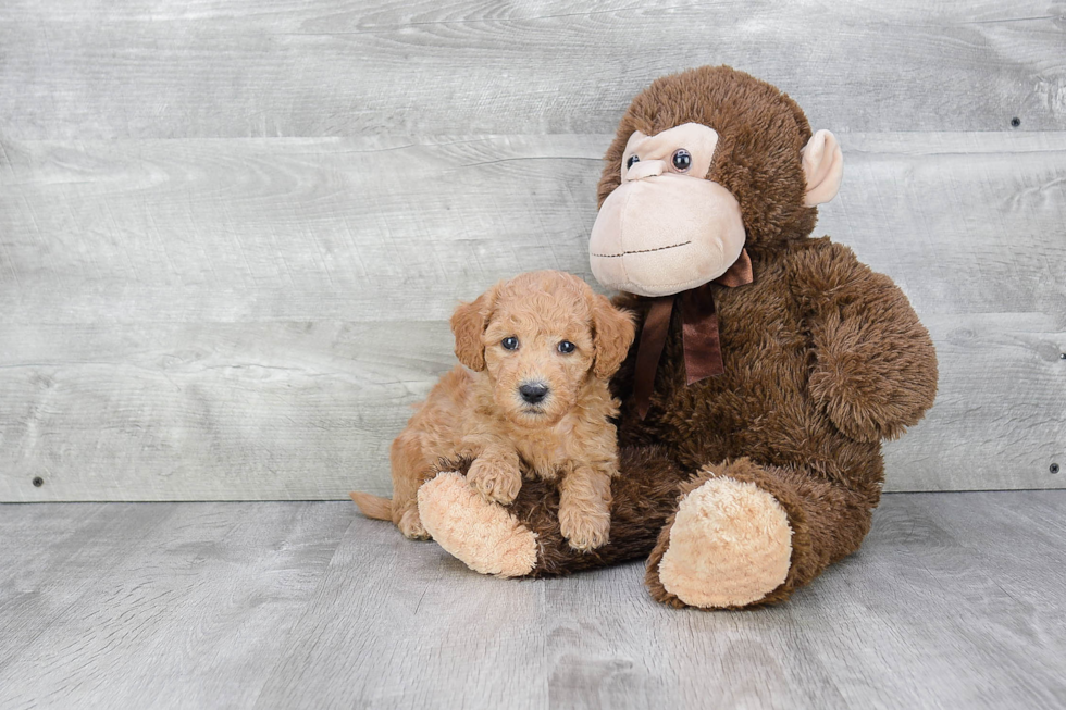 Mini Goldendoodle Pup Being Cute