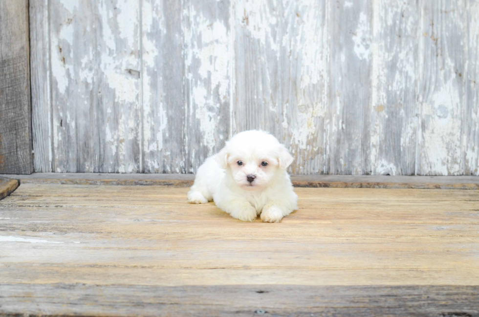 Popular Teddy Bear Designer Pup