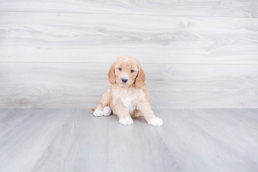 Best Mini Goldendoodle Baby