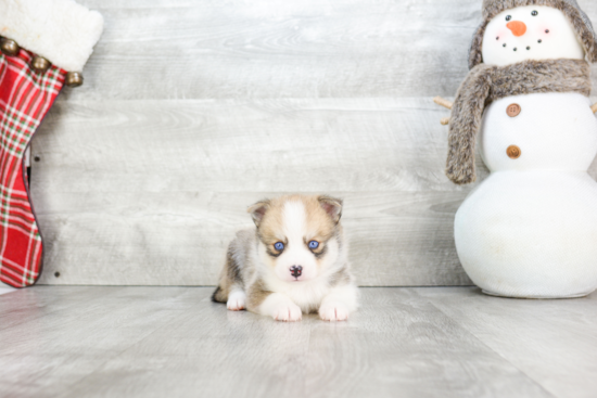 Hypoallergenic Mini Husky Designer Puppy