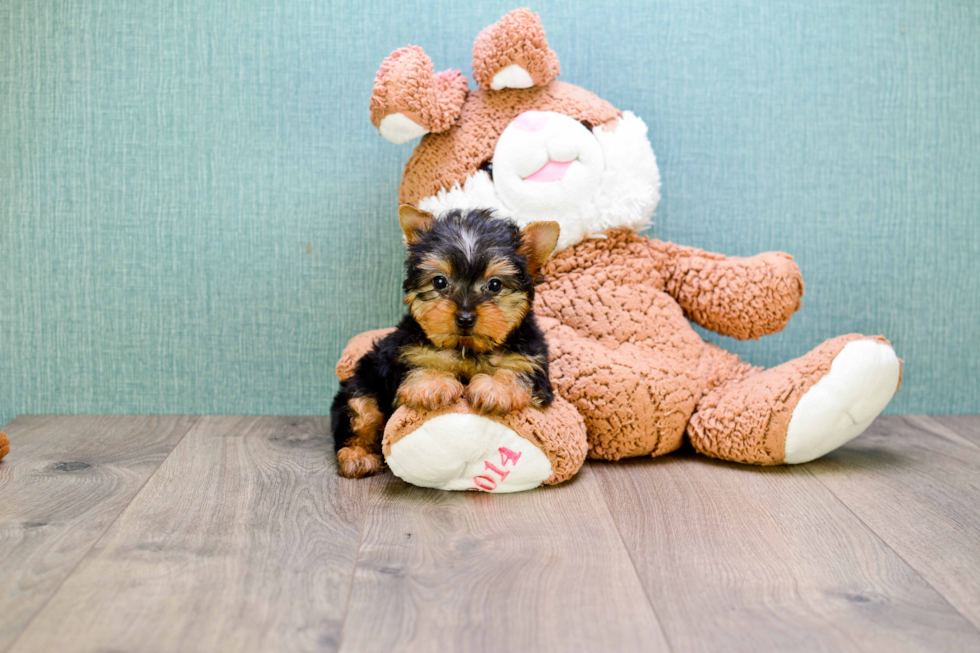 Meet Tinkerbell - our Yorkshire Terrier Puppy Photo 