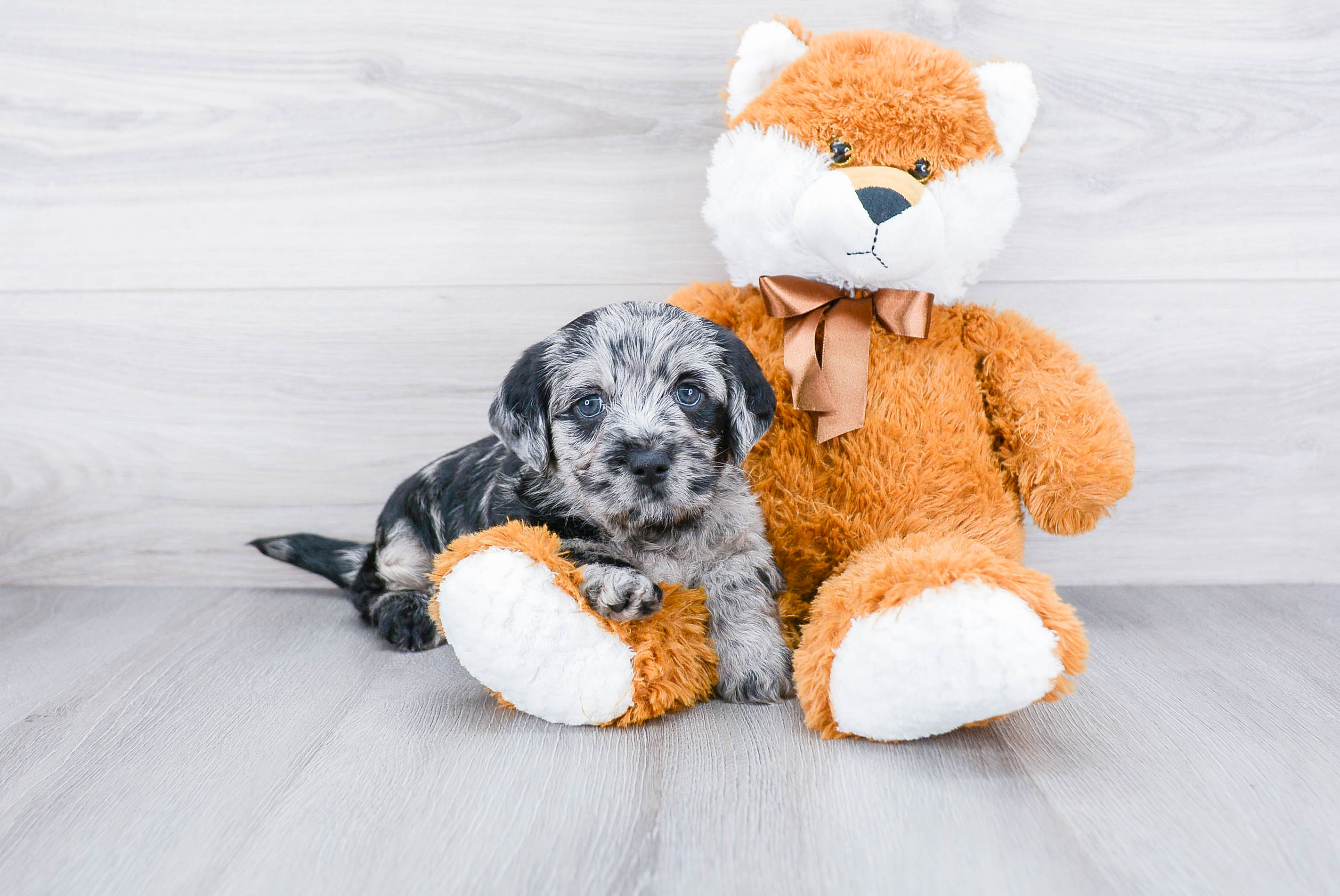 Popular Mini Labradoodle Poodle Mix Pup