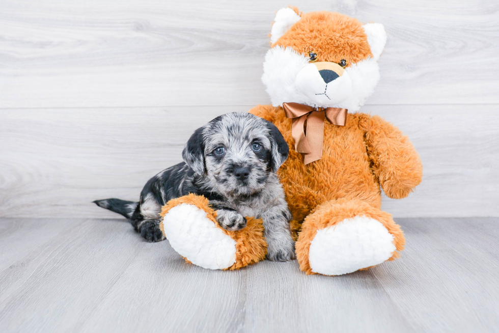 Popular Mini Labradoodle Poodle Mix Pup