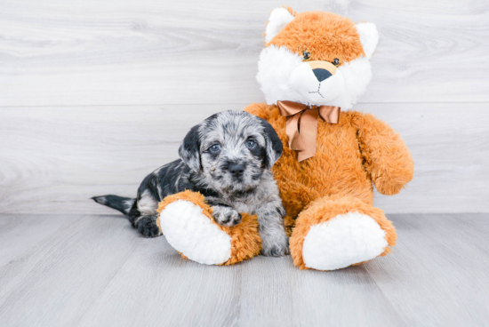 Popular Mini Labradoodle Poodle Mix Pup