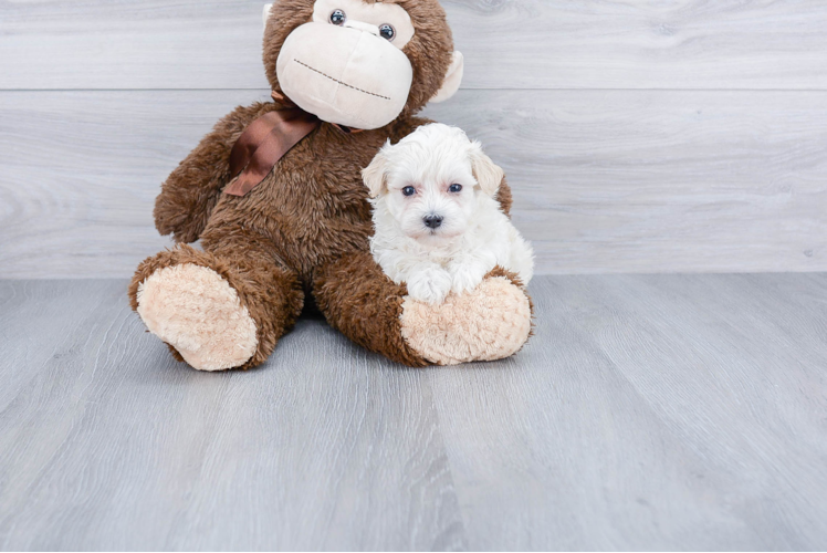 Playful Maltese Poodle Poodle Mix Puppy