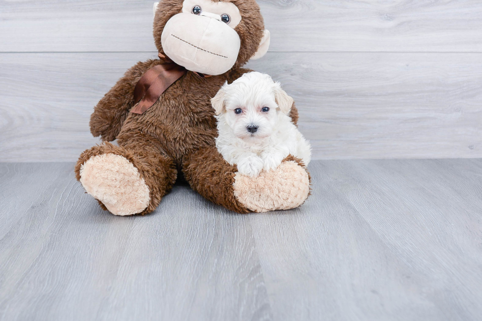 Playful Maltese Poodle Poodle Mix Puppy