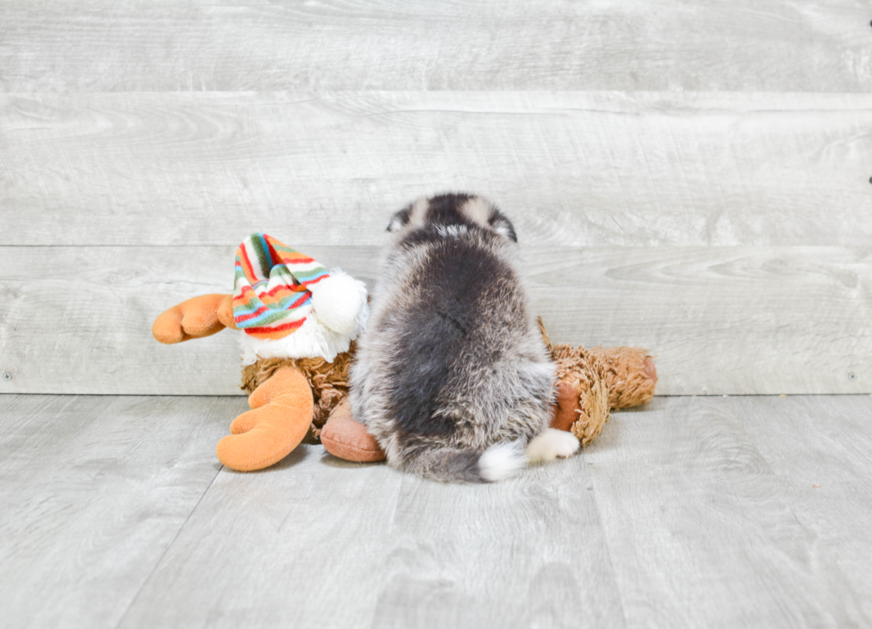 Pomsky Puppy for Adoption