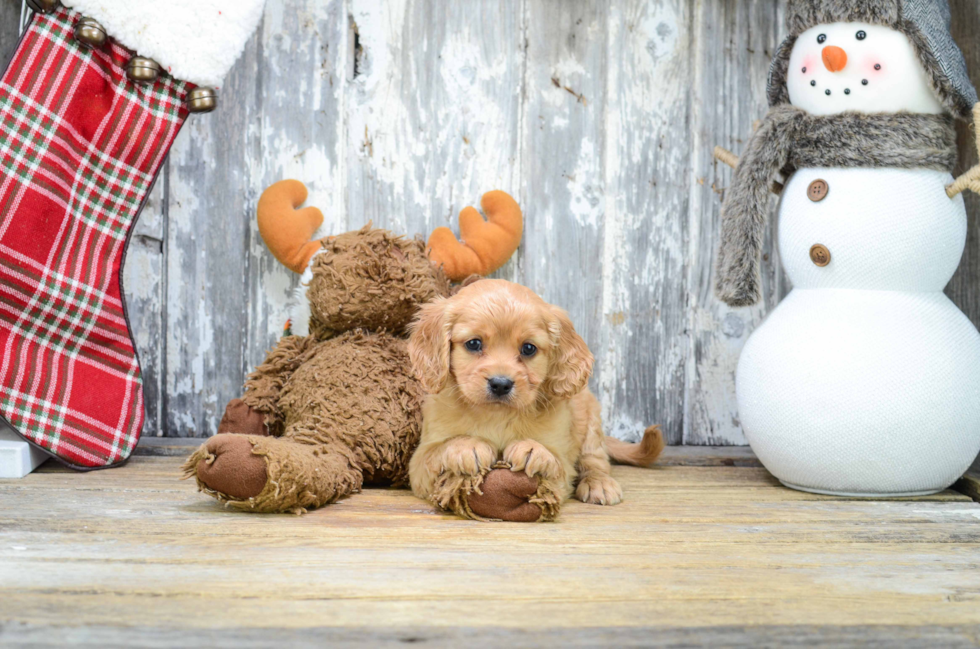 Cute Cavapoo Baby