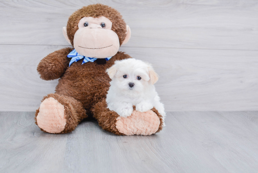 Maltipoo Puppy for Adoption