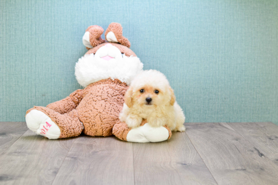 Little Maltese Poodle Poodle Mix Puppy