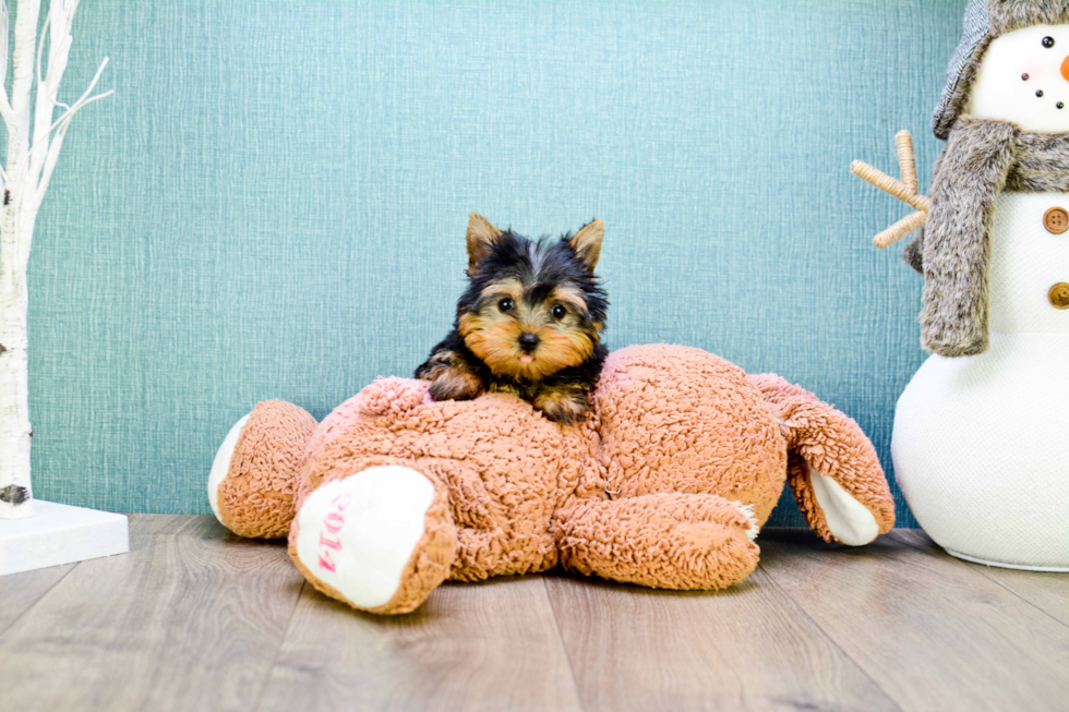 Meet Micro-Teacup-Alexandria - our Yorkshire Terrier Puppy Photo 