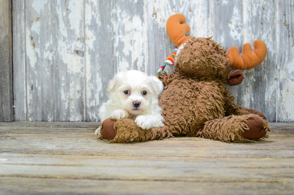 Small Teddy Bear Baby