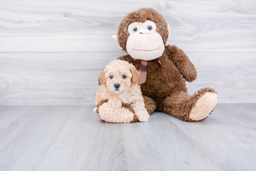 Popular Cavapoo Poodle Mix Pup