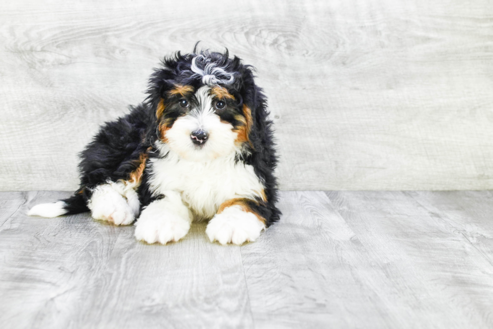 Mini Bernedoodle Pup Being Cute