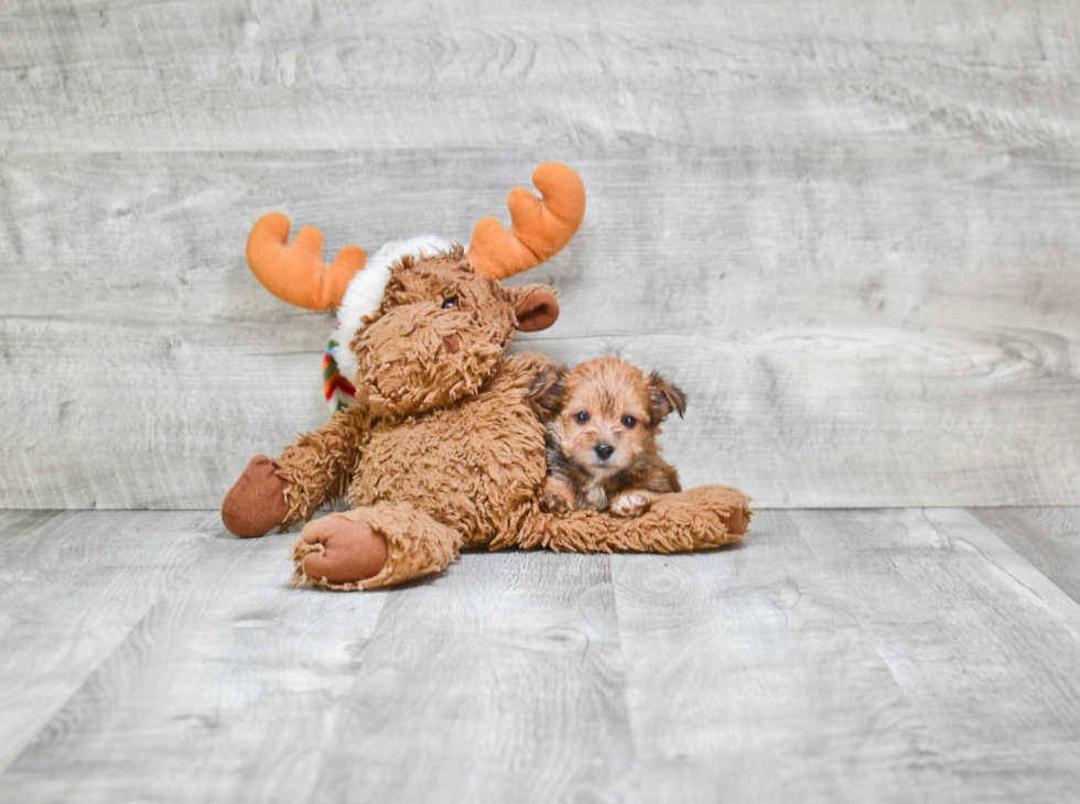 Little Yorkie Designer Puppy