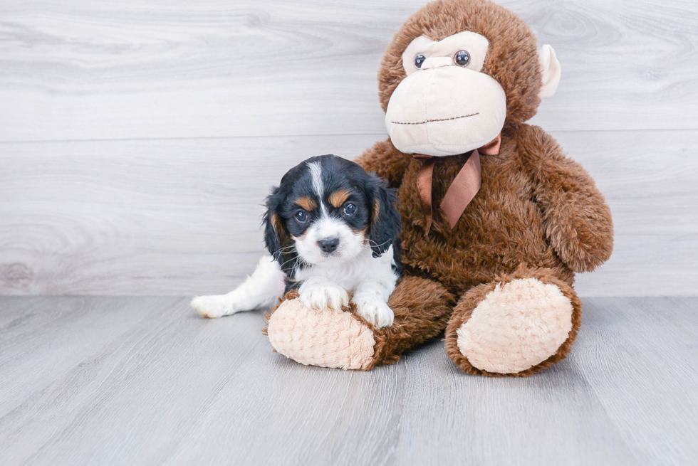 Friendly Cavalier King Charles Spaniel Purebred Pup