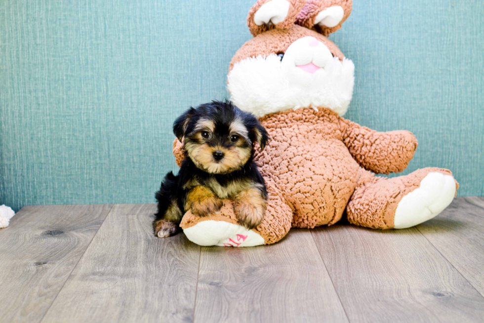 Morkie Puppy for Adoption