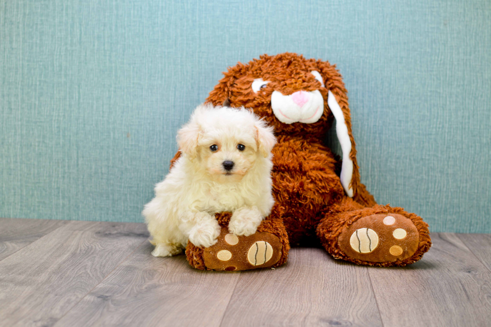 Maltipoo Puppy for Adoption