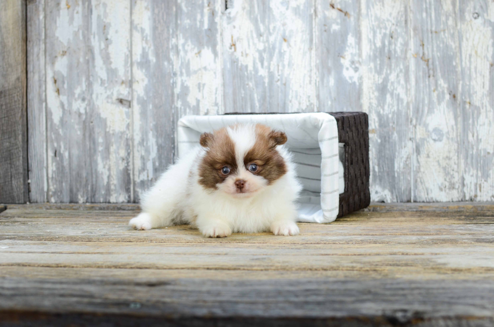 Petite Pomeranian Purebred Puppy