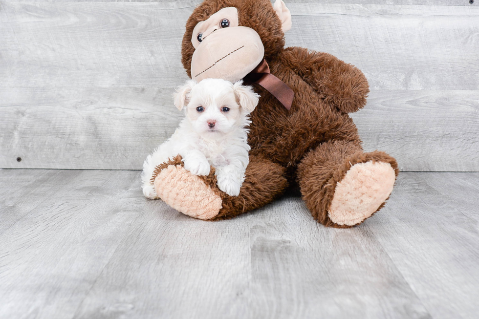 Friendly Maltipoo Baby