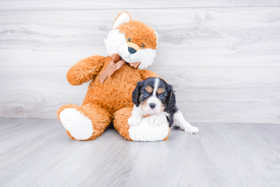 Funny Cavalier King Charles Spaniel Purebred Pup