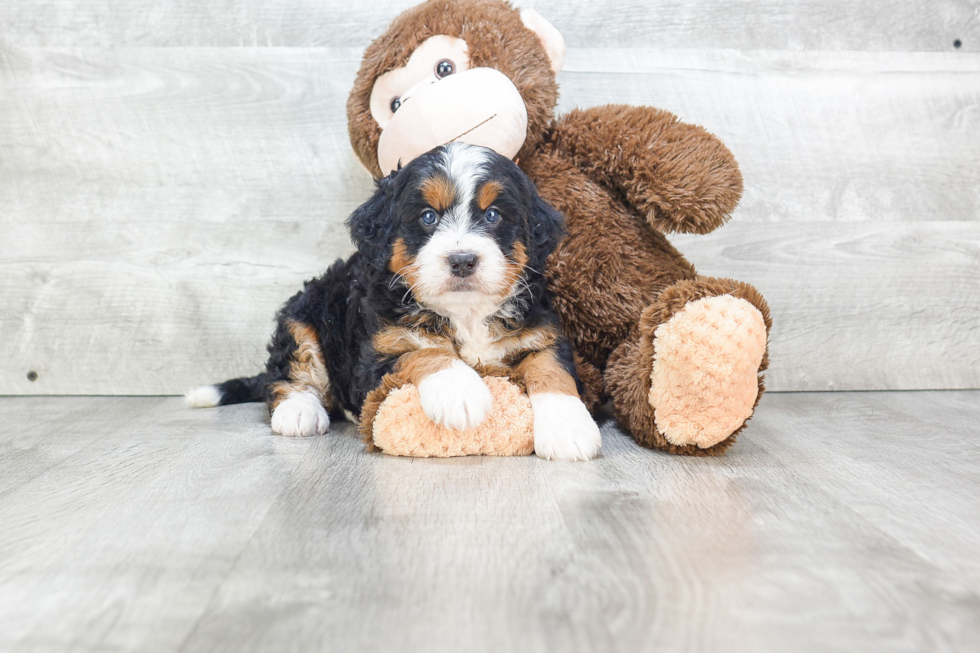 Mini Bernedoodle Pup Being Cute