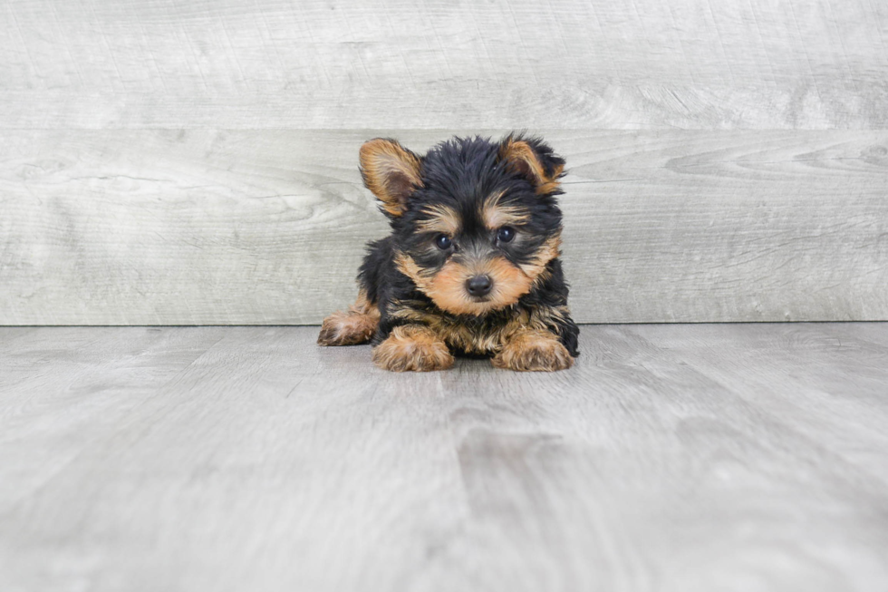 Meet Ralph - our Yorkshire Terrier Puppy Photo 